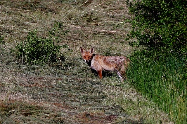 Gratis download Fox Predator Mammal - gratis foto of afbeelding om te bewerken met GIMP online afbeeldingseditor