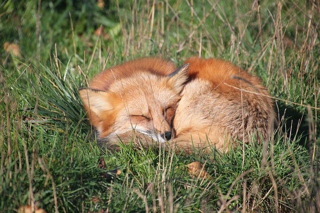 免费下载狐狸红狐动物自然草地免费图片使用 GIMP 免费在线图像编辑器进行编辑