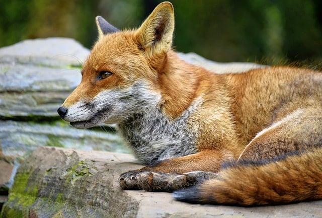 Baixe gratuitamente a imagem gratuita do animal mamífero canino da raposa vermelha da raposa para ser editada com o editor de imagens on-line gratuito do GIMP