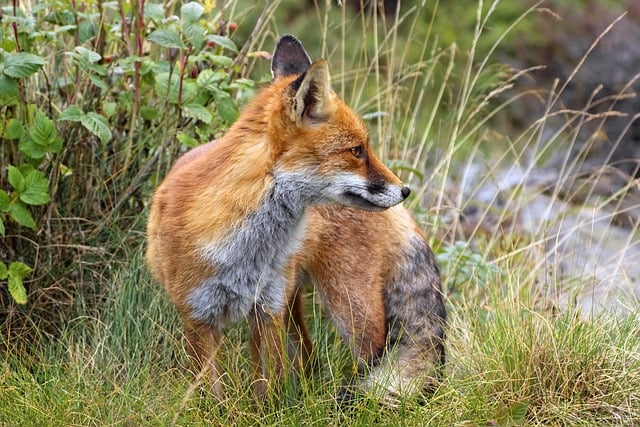Free download fox red fox mammal wild carnivores free picture to be edited with GIMP free online image editor