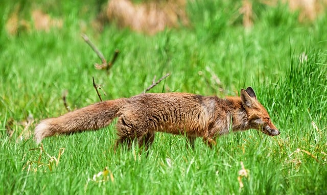 Free download fox red fox wildlife mammal wild free picture to be edited with GIMP free online image editor