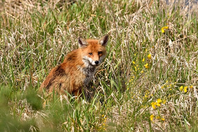 Free download fox roux grass eyes animal nature free picture to be edited with GIMP free online image editor