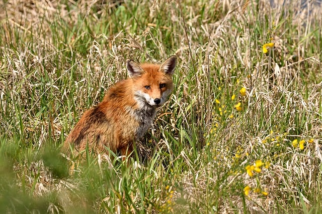 قم بتنزيل صورة fox roux grass eyes للحيوانات وطبيعة الحيوانات مجانًا ليتم تحريرها باستخدام محرر الصور المجاني عبر الإنترنت من GIMP