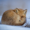 Fox sleeping in the snow  screen for extension Chrome web store in OffiDocs Chromium