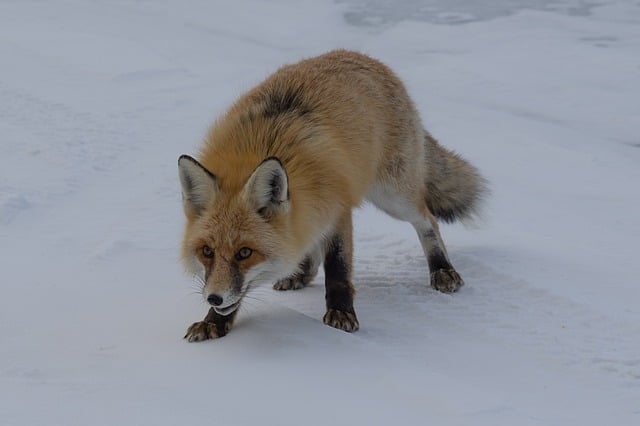 Free download fox snow ice animal nature free picture to be edited with GIMP free online image editor