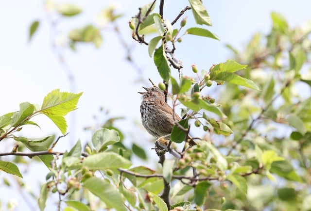 Free download fox sparrow sparrow wildlife nature free picture to be edited with GIMP free online image editor