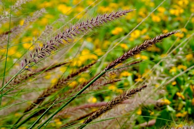 Free download foxtail grass flora nature flower free picture to be edited with GIMP free online image editor