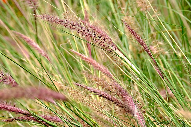 Free download foxtail grass nature foliage free picture to be edited with GIMP free online image editor
