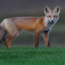 Fox: The Clever and Adaptable Hunter  screen for extension Chrome web store in OffiDocs Chromium