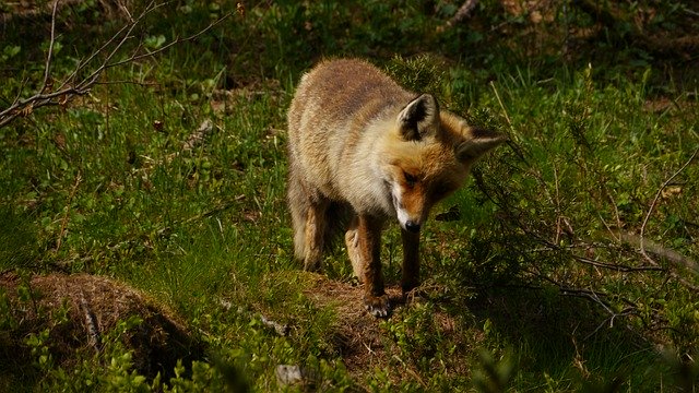 Free picture Fox Vulpes Nature -  to be edited by GIMP free image editor by OffiDocs
