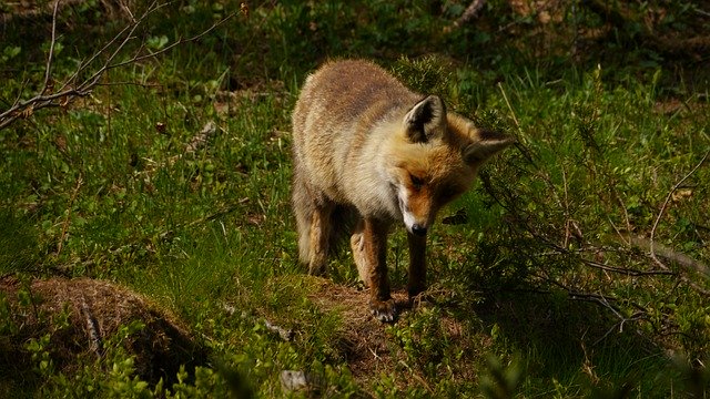 Descărcare gratuită Fox Vulpes Nature - fotografie sau imagine gratuită pentru a fi editată cu editorul de imagini online GIMP