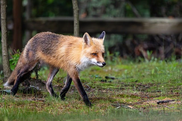 Free download fox walking wilderness mammal free picture to be edited with GIMP free online image editor