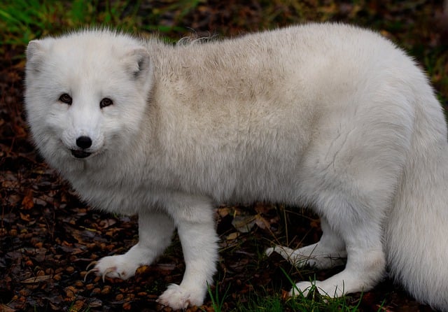 Free download fox white fox animal canine free picture to be edited with GIMP free online image editor