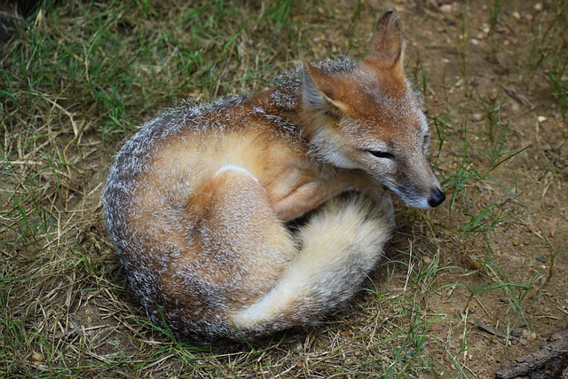 Free download fox wildlife animal nature zoo free picture to be edited with GIMP free online image editor