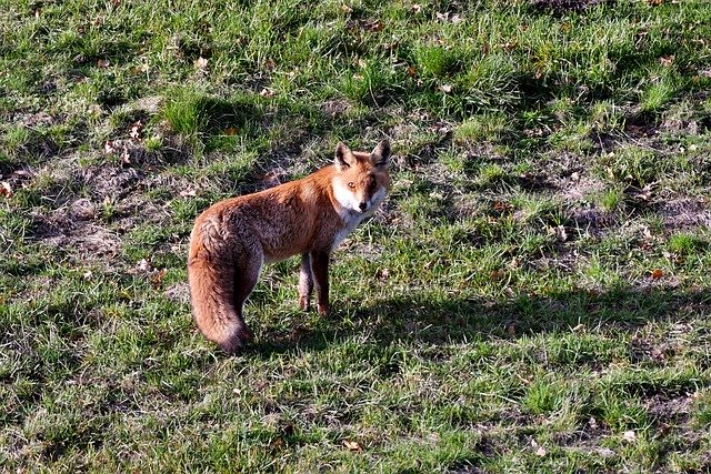 Free picture Fox Wild Predator -  to be edited by GIMP free image editor by OffiDocs