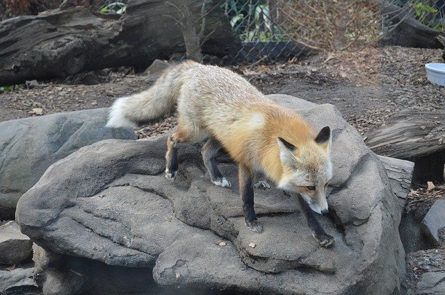 Скачать бесплатно Fox Zoo Animal - бесплатное фото или изображение для редактирования с помощью онлайн-редактора изображений GIMP