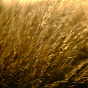 Fragile blades of grass  screen for extension Chrome web store in OffiDocs Chromium