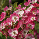 Fragile rose branches blooming  screen for extension Chrome web store in OffiDocs Chromium