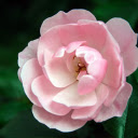 Fragile Rose Petals  screen for extension Chrome web store in OffiDocs Chromium