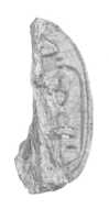 Free download Fragment of scarab free photo or picture to be edited with GIMP online image editor