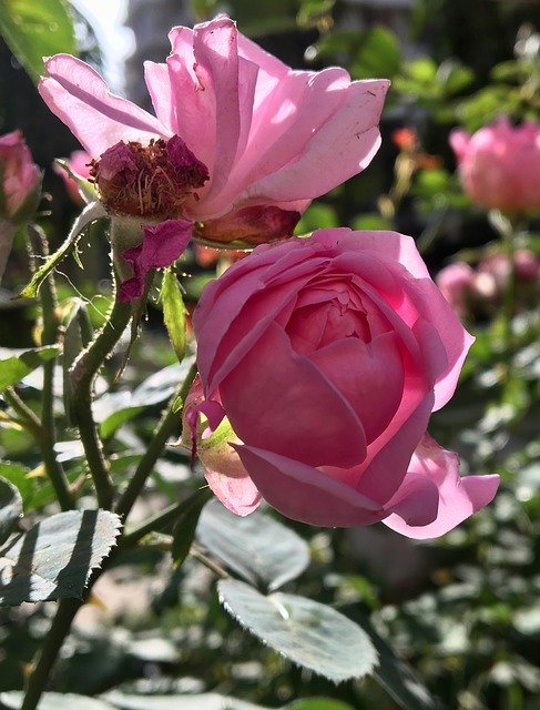 Kostenloser Download Duft Pink Roses Rose - kostenloses Foto oder Bild zur Bearbeitung mit GIMP Online-Bildbearbeitung