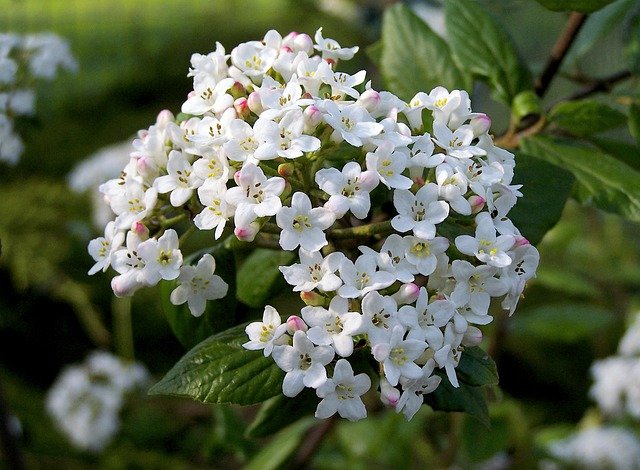 Free download fragrant bangi viburnum shrub white free picture to be edited with GIMP free online image editor