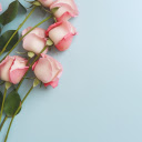 Fragrant rose petals  screen for extension Chrome web store in OffiDocs Chromium