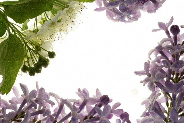 Free download Frame Flowers Summer -  free photo or picture to be edited with GIMP online image editor