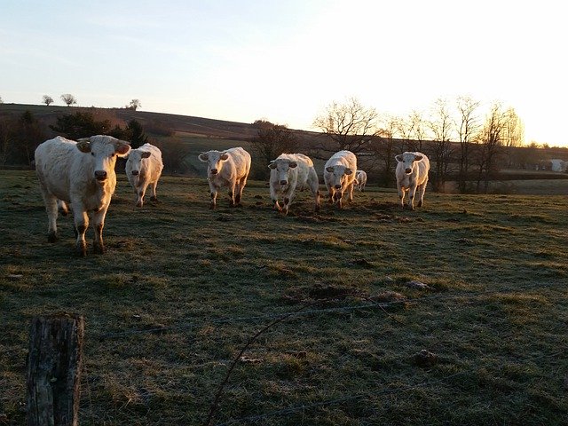 Bezpłatne pobieranie France Cows White - bezpłatne zdjęcie lub obraz do edycji za pomocą internetowego edytora obrazów GIMP