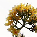 Frangipani branch  screen for extension Chrome web store in OffiDocs Chromium