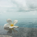 Frangipani Flowers by the Sea: A Beautiful Blend of Nature and Tranquility  screen for extension Chrome web store in OffiDocs Chromium