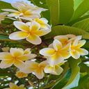 frangipani flower wallpaper  screen for extension Chrome web store in OffiDocs Chromium