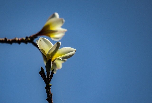 Kostenloser Download Frangipani Plumeria Flower - kostenloses Foto oder Bild zur Bearbeitung mit GIMP Online-Bildbearbeitung