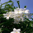 Frangipani Wallpaper  screen for extension Chrome web store in OffiDocs Chromium