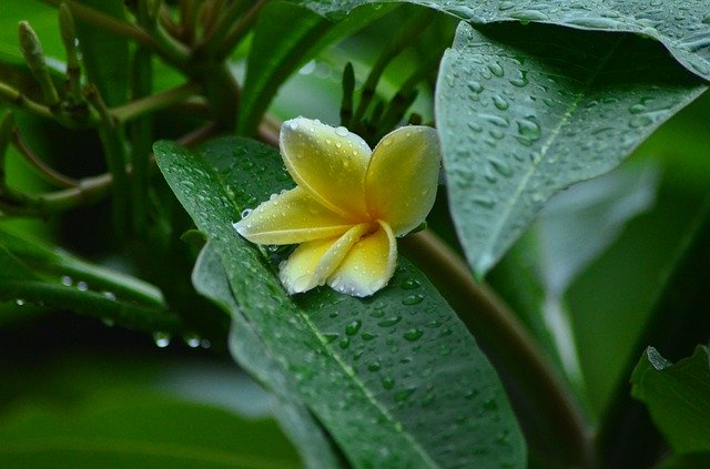 Free download Frangipani White Leaves -  free free photo or picture to be edited with GIMP online image editor