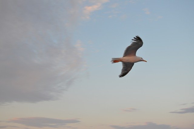 Free download Freedom Sky -  free photo or picture to be edited with GIMP online image editor