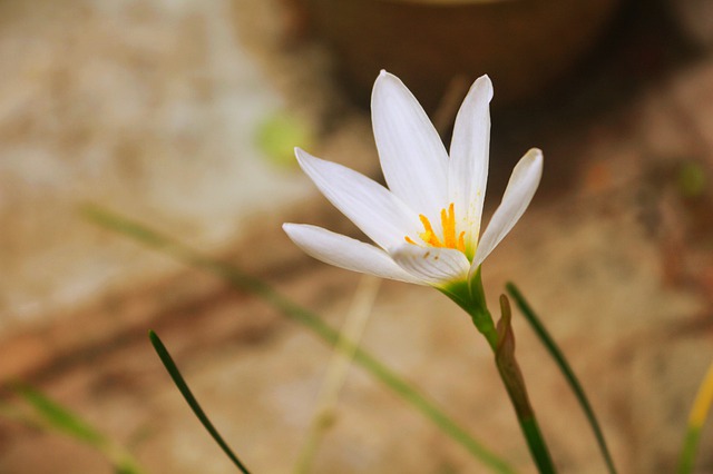 Free download free image india rohitimage5 flower free picture to be edited with GIMP free online image editor
