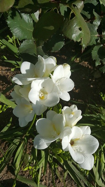 Free download Freesias Freesia Perennial Bulbs -  free photo or picture to be edited with GIMP online image editor