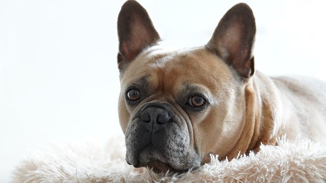 Free download french bulldog dog animal cuddle free picture to be edited with GIMP free online image editor