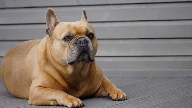 Free download french bulldog dog pet animal free picture to be edited with GIMP free online image editor