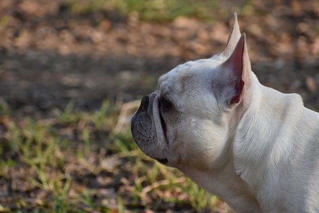 Free download french bulldog dog pet outdoors free picture to be edited with GIMP free online image editor