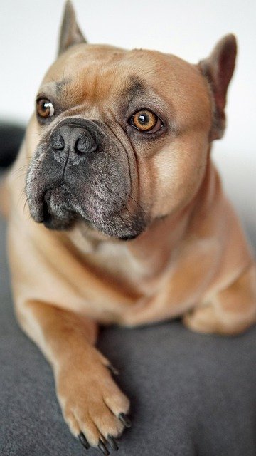 Free download french bulldog dog portrait animal free picture to be edited with GIMP free online image editor