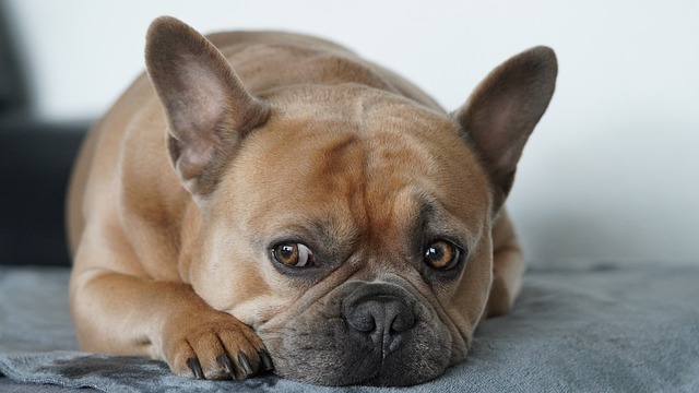 Free download french bulldog dog portrait cute free picture to be edited with GIMP free online image editor