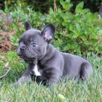 Free download French Bulldog, Dogs For Sale free photo or picture to be edited with GIMP online image editor