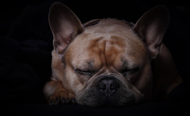 Free download french bulldog dog sleep face fur free picture to be edited with GIMP free online image editor