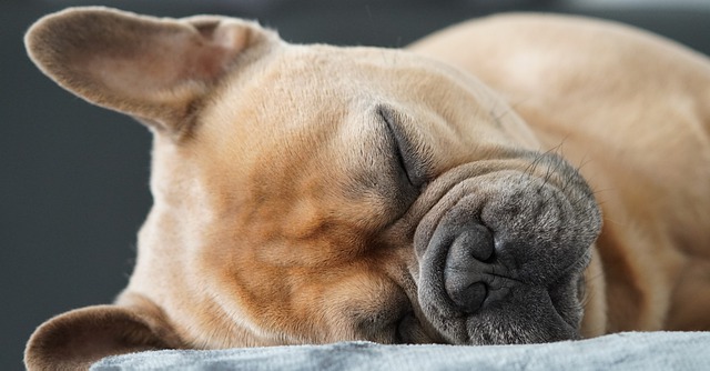 Free download french bulldog dog sleep portrait free picture to be edited with GIMP free online image editor