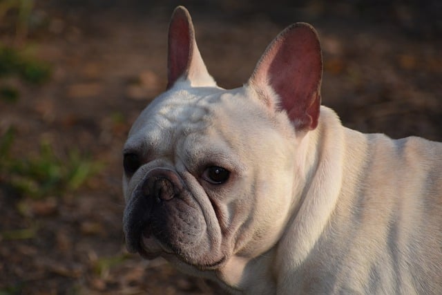 הורדה חינם של בולדוג צרפתי חבר כלב חיית מחמד תמונה בחינם לעריכה עם עורך תמונות מקוון בחינם של GIMP