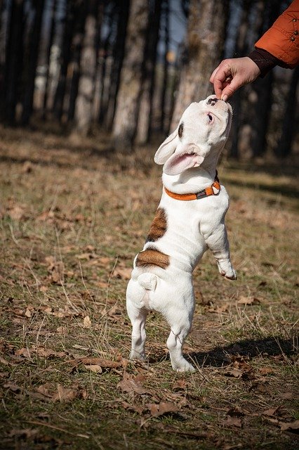 Free download French Bulldog Funny Puppy -  free photo or picture to be edited with GIMP online image editor