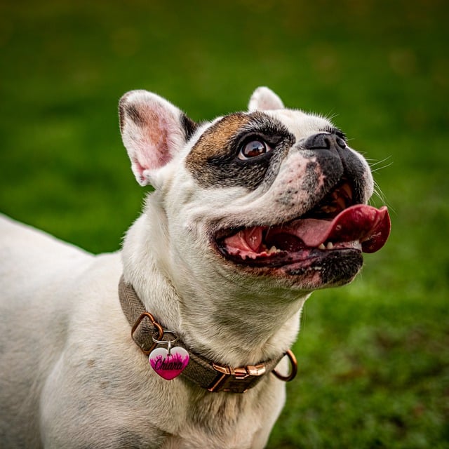 Free download french bulldog happy frenchie free picture to be edited with GIMP free online image editor