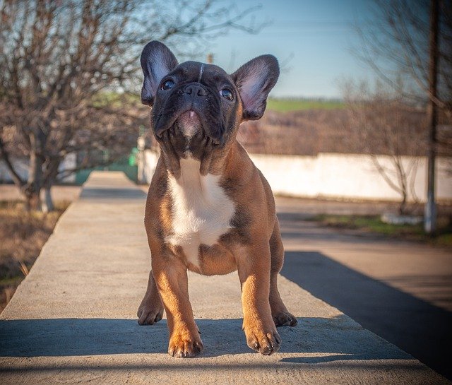 French Bulldog Puppy Pet'i ücretsiz indirin - GIMP çevrimiçi resim düzenleyici ile düzenlenecek ücretsiz fotoğraf veya resim